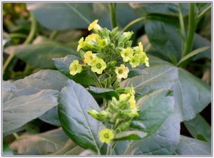 Nicotiana rustica - tabak