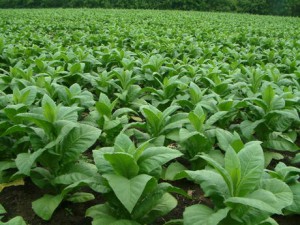 Plantaz tabaku - nicotiana rustica, nicotiana tabacum