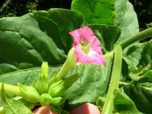 kvet tabaku virginskeho - nicotiana tabacum